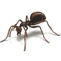 Ant