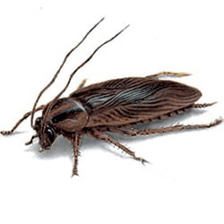 Cockroaches