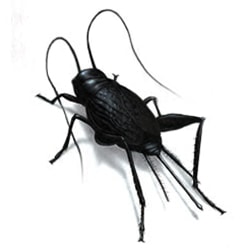 Crickets