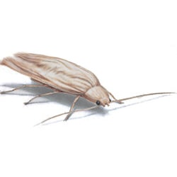 Moths