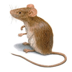 Rodents