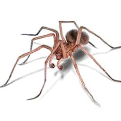 Spiders